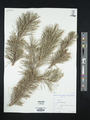 Pinus sylvestris image