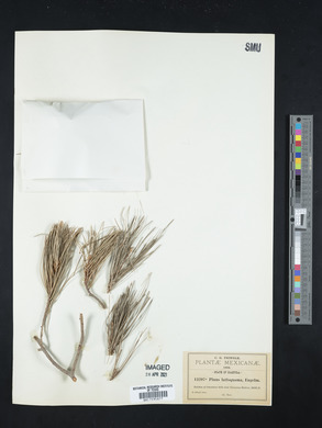Pinus pinceana image