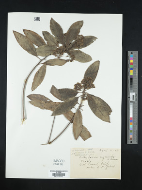 Pittosporum eugenioides image