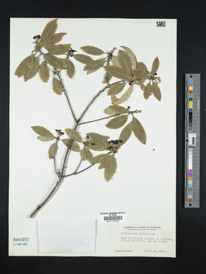 Pittosporum tenuifolium image