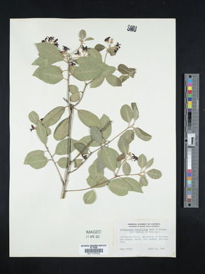 Pittosporum tenuifolium image