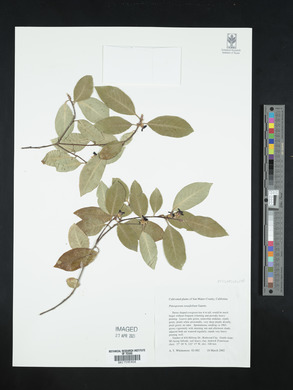 Pittosporum tenuifolium image