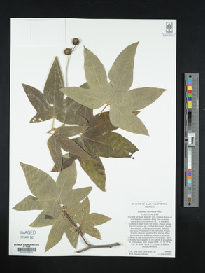 Platanus racemosa image