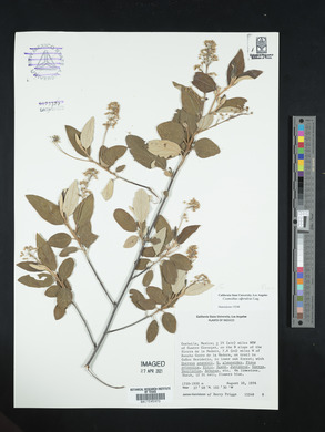 Quercus gravesii image