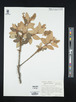 Ceanothus caeruleus image