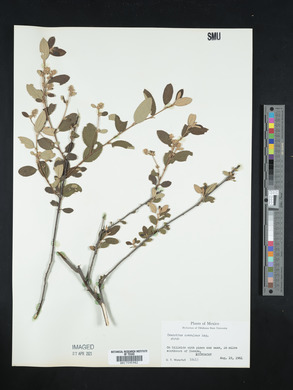 Ceanothus caeruleus image