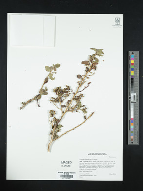 Ceanothus leucodermis image