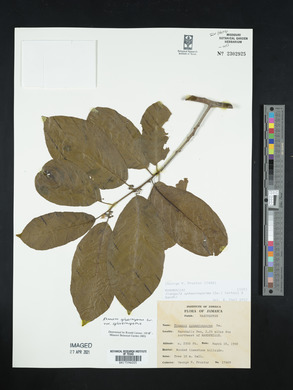 Rhamnus sphaerosperma image