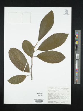 Frangula capreifolia image