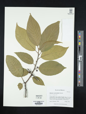 Frangula capreifolia image