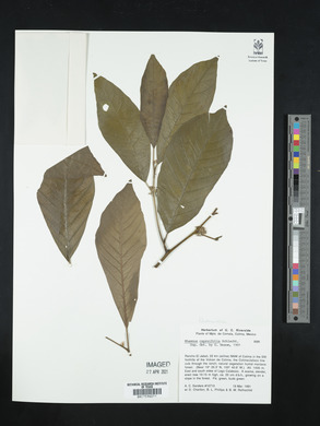 Rhamnus capreaefolia image