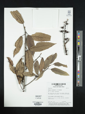 Rhamnus oreodendron image