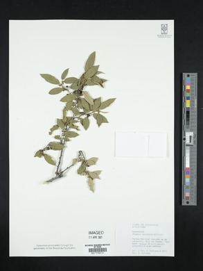 Rhamnus mucronata image