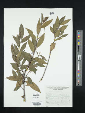 Rhamnus mucronata image