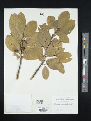 Rhamnus mucronata image
