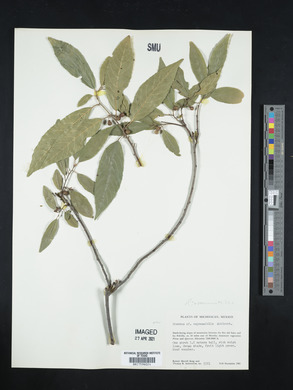 Rhamnus capreaefolia image