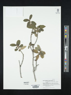 Rhamnus pinetorum image