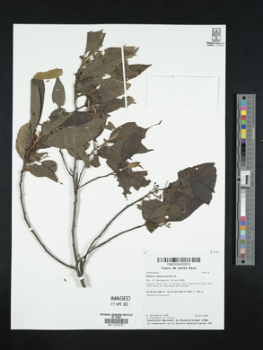 Rhamnus sphaerosperma image