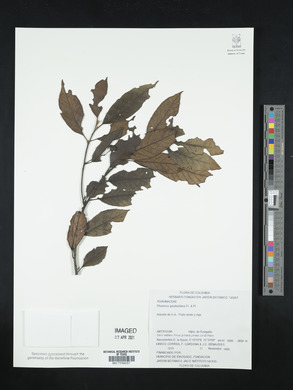Frangula goudotiana image