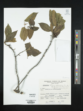 Rhamnus sphaerosperma image