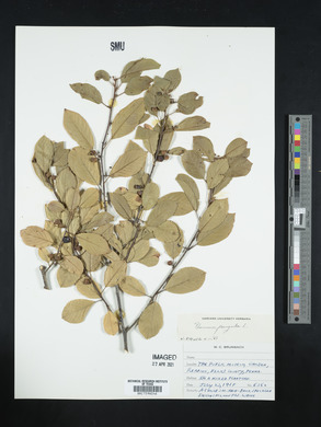 Frangula alnus image