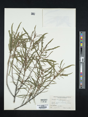 Frangula alnus image