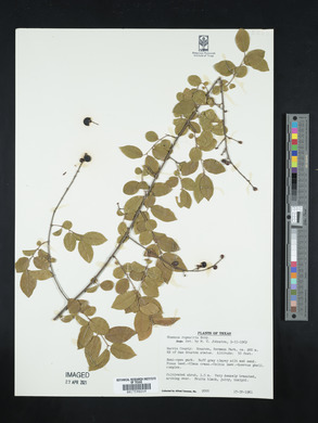 Rhamnus rupestris image
