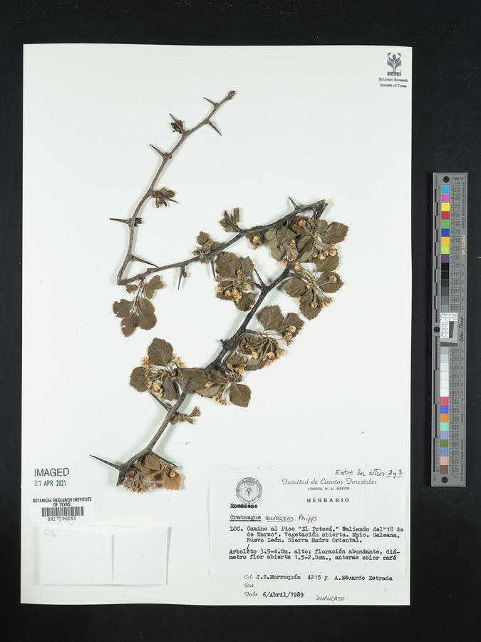 Crataegus aurescens image