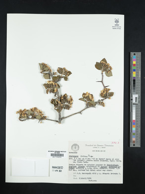 Crataegus aurescens image