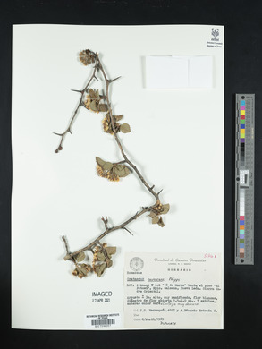 Crataegus aurescens image