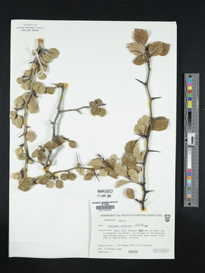 Crataegus aurescens image