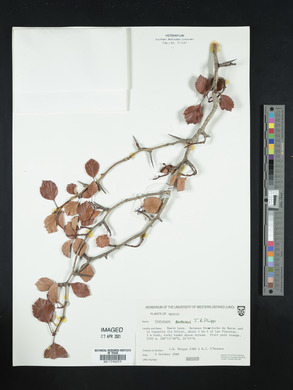 Crataegus aurescens image
