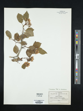 Crataegus baroussana image