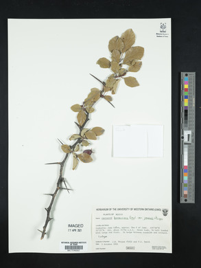 Crataegus baroussana image