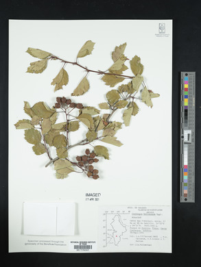 Crataegus baroussana image