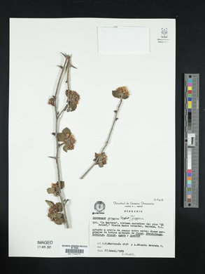 Crataegus greggiana image