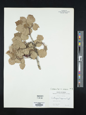 Crataegus greggiana image