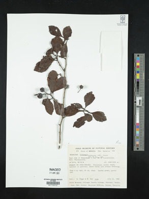 Crataegus pubescens image