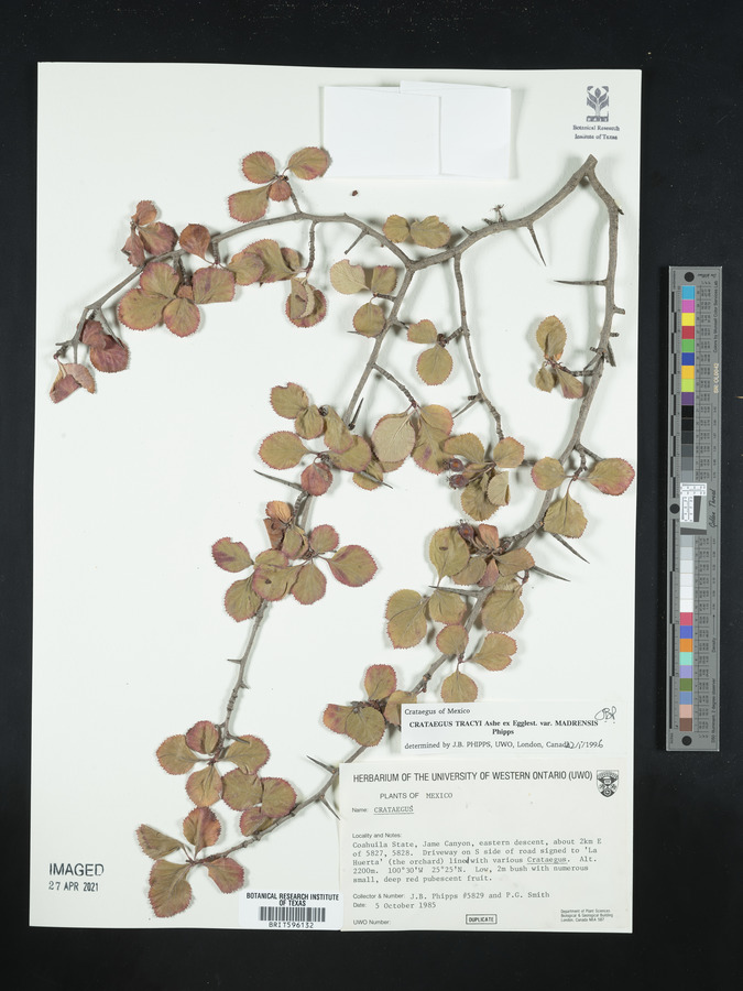 Crataegus tracyi var. madrensis image