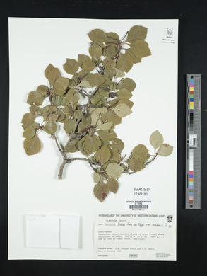 Crataegus tracyi image