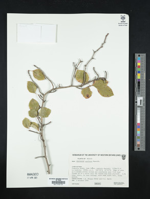 Crataegus uniflora image