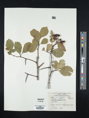 Crataegus succulenta image