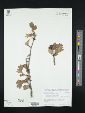 Crataegus monogyna image