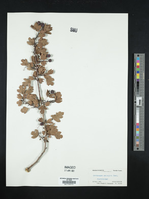 Crataegus monogyna image