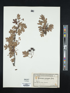 Crataegus monogyna image