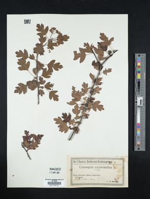 Crataegus monogyna image