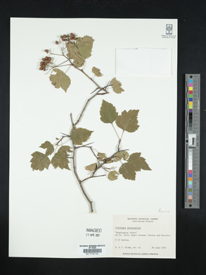 Crataegus phaenopyrum image