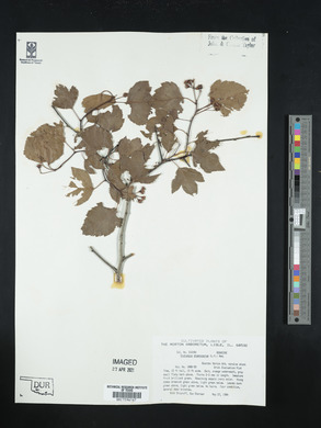 Crataegus phaenopyrum image