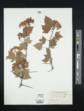 Crataegus phaenopyrum image