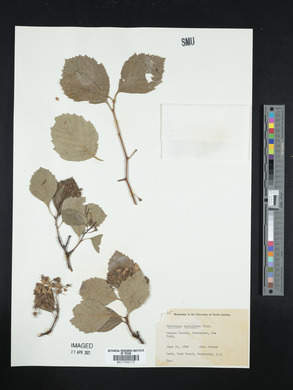 Crataegus succulenta image